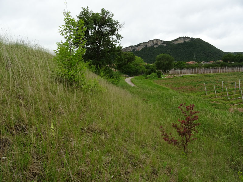 Foeniculum vulgare / Finocchio comune